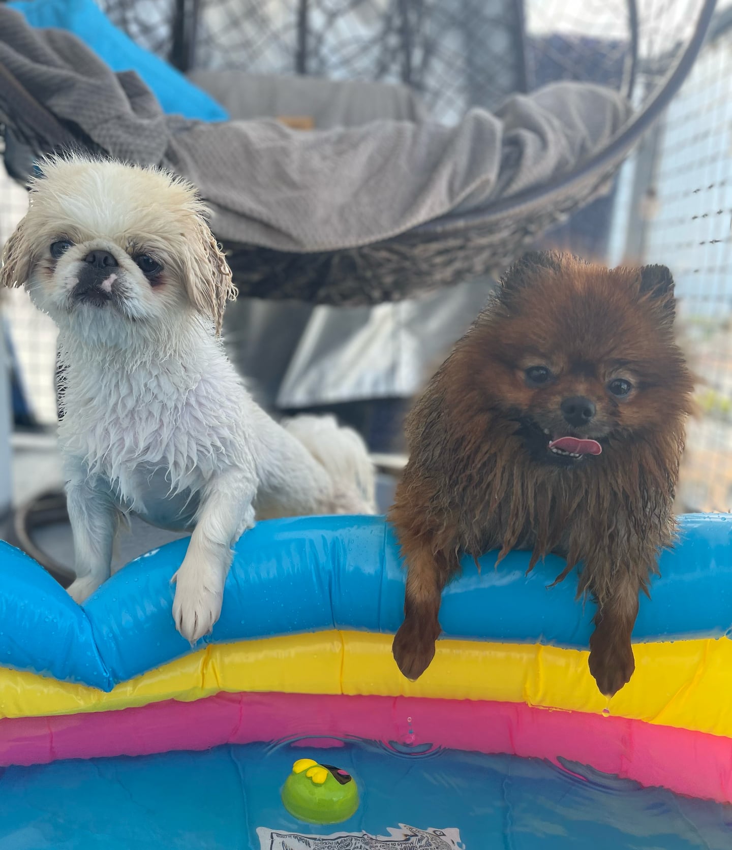 King and Bella at the Pool